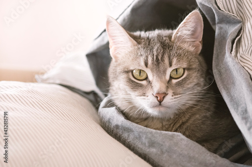 A domestic tabby gray cat lies on the bed, wrapped in a blanket.