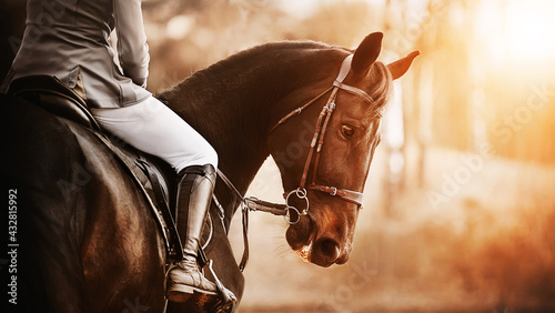 A beautiful bay horse with a rider in the saddle stands half-turned against the background of trees, illuminated by the rays of the setting sun. Horse riding.