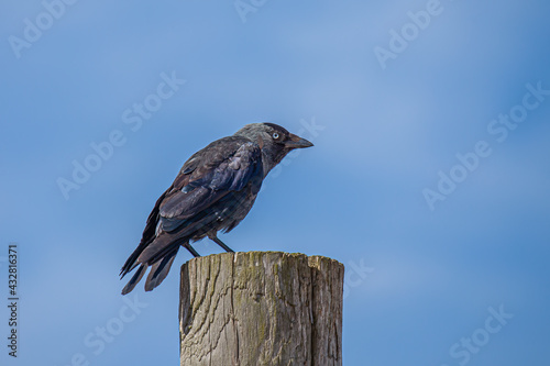 Portrait of a grey jackdaw (Coloeus monedula) sitting on a wooden pole with a blue sky as background