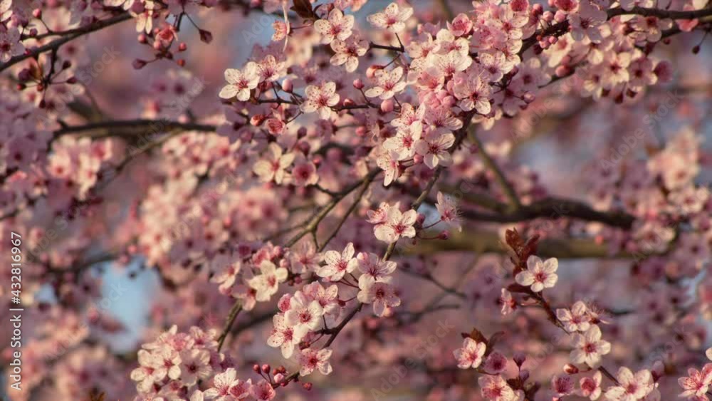 Beautiful pink petals of the blooming cherry tree in spring time. Panning 4K Beautiful pink petals of the blooming cherry tree in spring time. Panning 4K