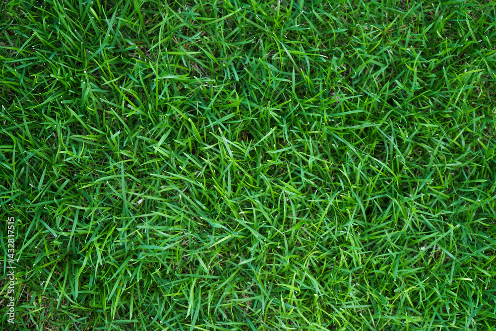 Top view of green grass texture background Idea concept used for making green backdrop. Top view of green grass texture background Idea concept used for making green backdrop.