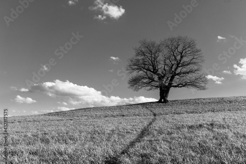 Oak tree on Straznice hill in Kozlovice