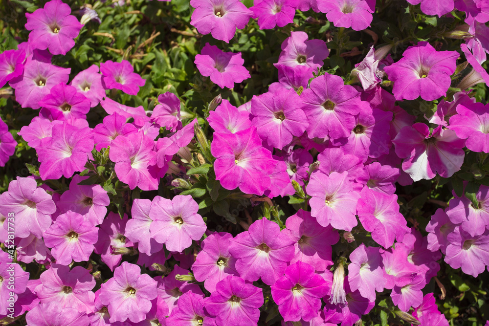 Flowers purple pink petunias, grow a lot in the garden Flowers purple pink petunias, grow a lot in the garden