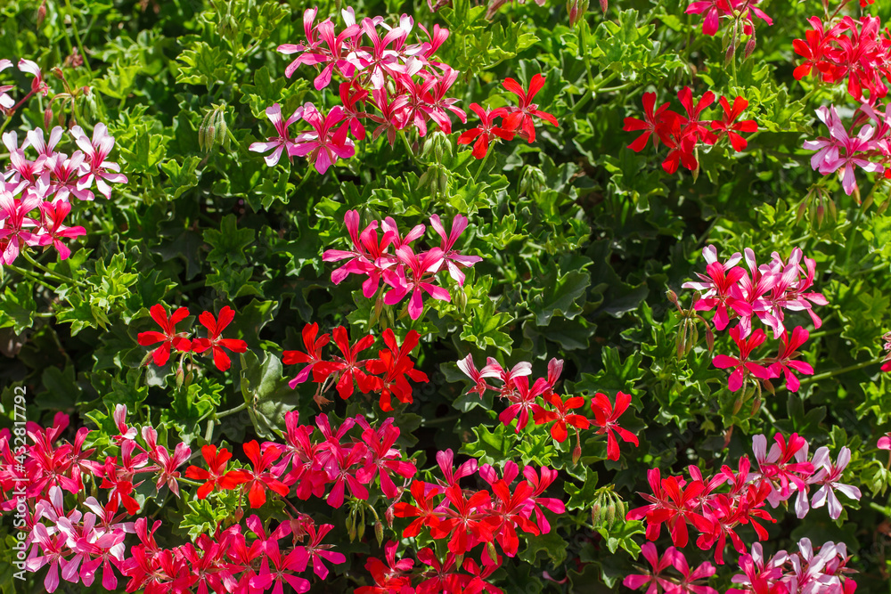 Flowers red and pink,  grow lot in garden on clear day.