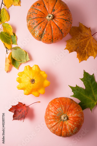 Autumn ripe pumpkins on a pink background, still life on Thanksgiving day, top view