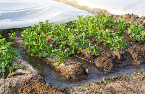 Fotografiet Furrow irrigation of potato plantation covered with spunbond agrofibre