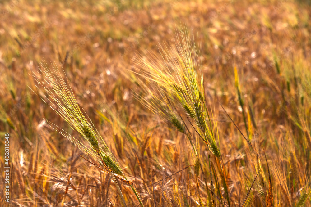 Fototapeta premium Harvesting. Ripe wheat fields with flowers close-up