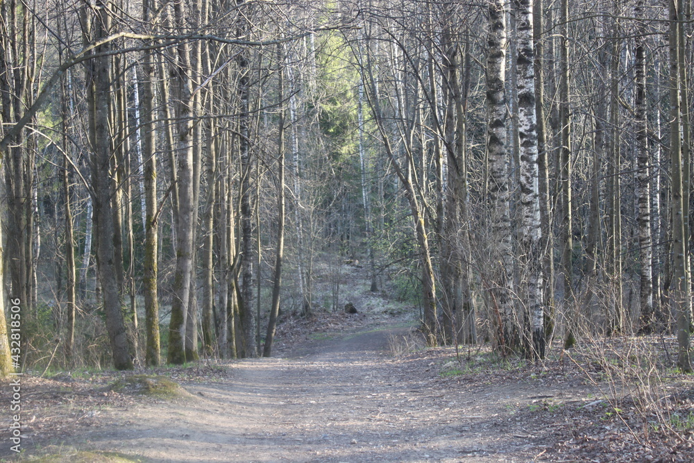 Obraz premium path in the woods