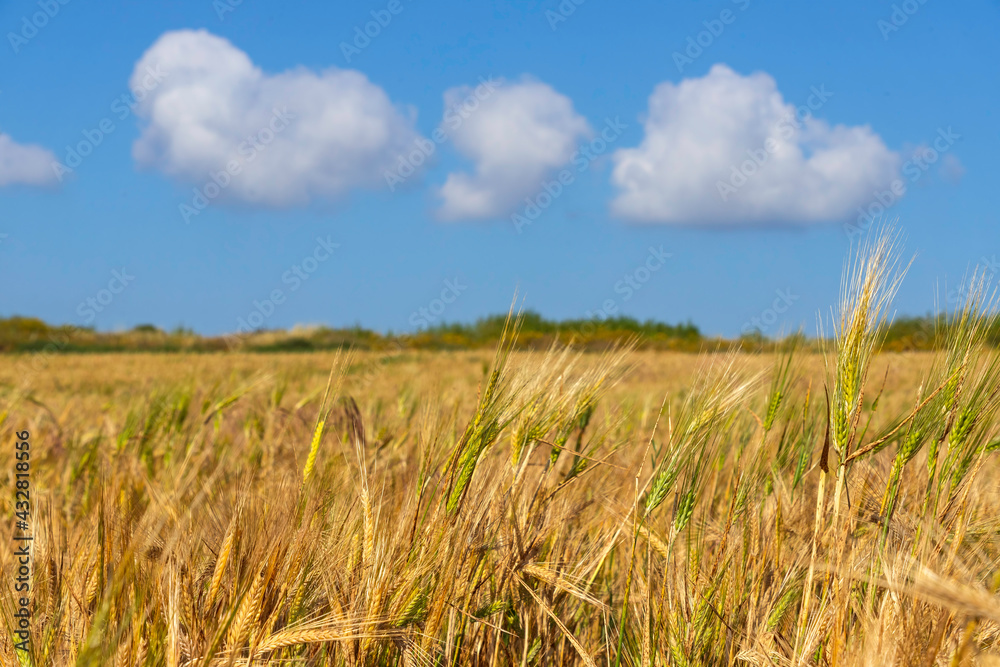 Harvesting. Fields of ripe wheat against of blue sky with clouds Harvesting. Fields of ripe wheat against of blue sky with clouds