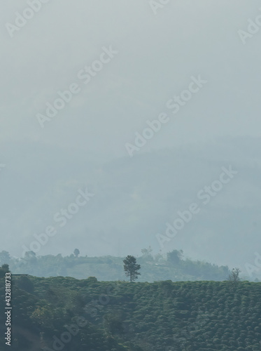 Beautiful view of local valley and mountain in misty near  Linh Quy Phap An  pagoda  Bao Loc town  Lam Dong Province  Vietnam.