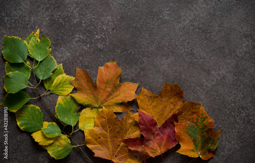 Autumn background with fallen leaves, golden autumn, top view © Evgenija