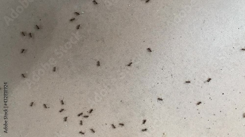 Overhead view of an infestation of ants photo