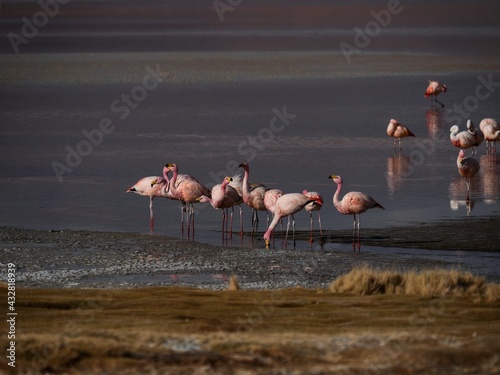 James flamingo phoenicoparrus jamesi in red salt flat lake Laguna Colorada Uyuni potosi Andes mountain Altiplano Bolivia photo