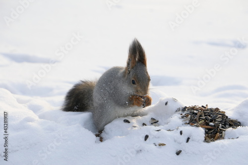 squirrel found delicious seeds4 © Артём Имедашвили