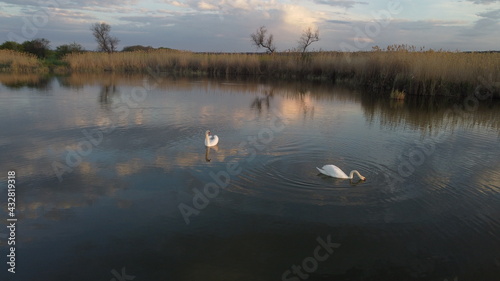 Swans in Lake