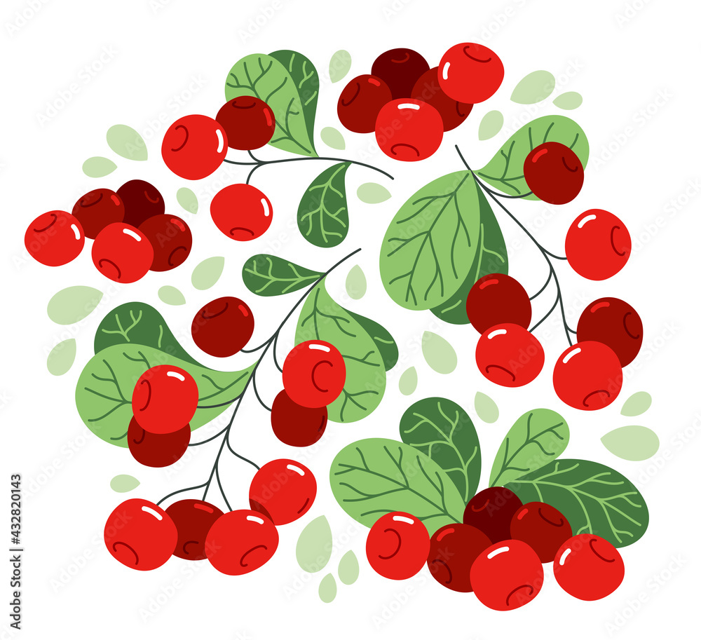 Fresh delicious ripe wild lingonberry vector flat illustration isolated on white, natural diet food vegetation tasty eating, forest wild berries series. Fresh delicious ripe wild lingonberry vector flat illustration isolated on white, natural diet food vegetation tasty eating, forest wild berries series.