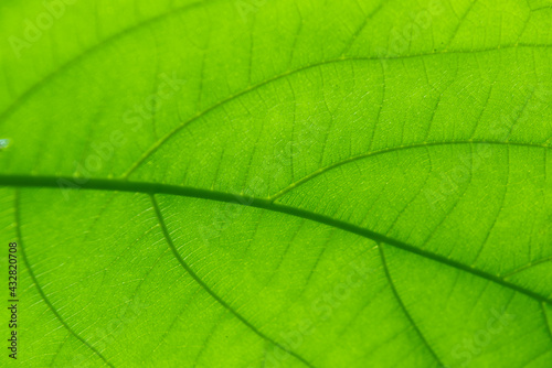 Closeup nature view of Green leaf in garden at summer under sunlight. Natural green plants landscape using as a background or wallpaper.