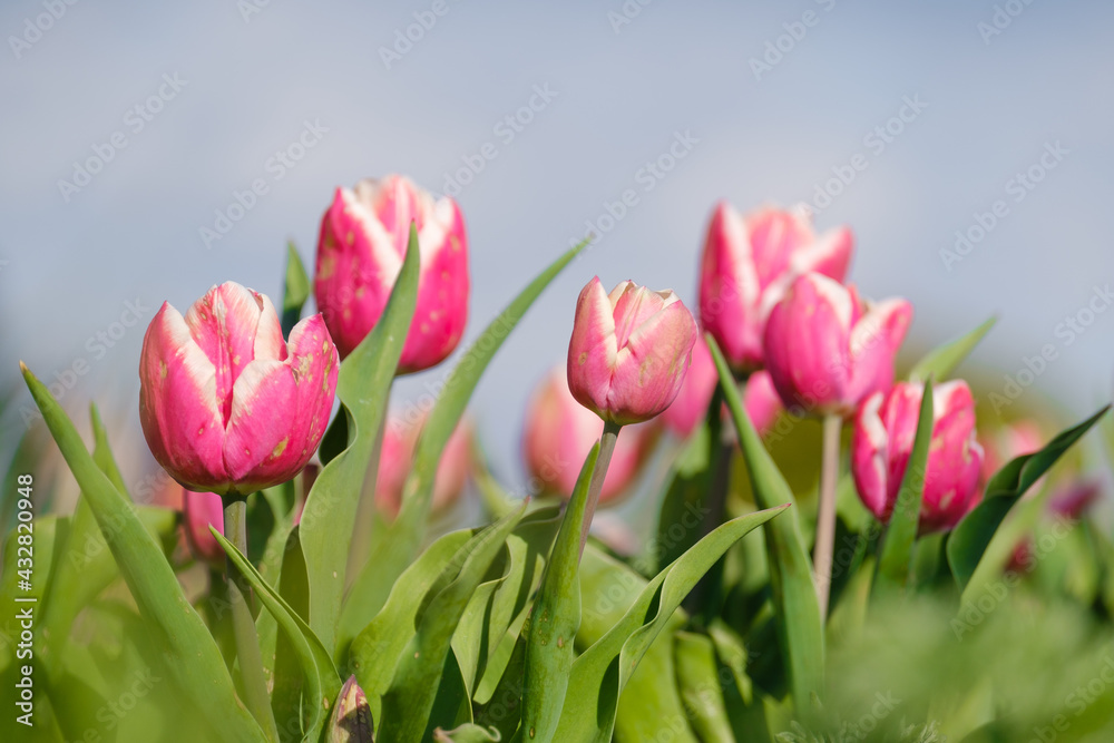 Fototapeta premium blooming red tulips against the sky