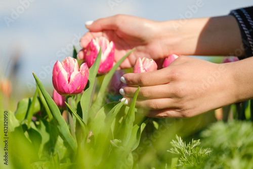the hands of a girl caring for red tulips in the park