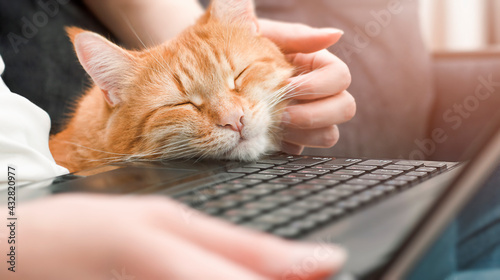 ginger cat and woman working at the laptop. remote work and education concept