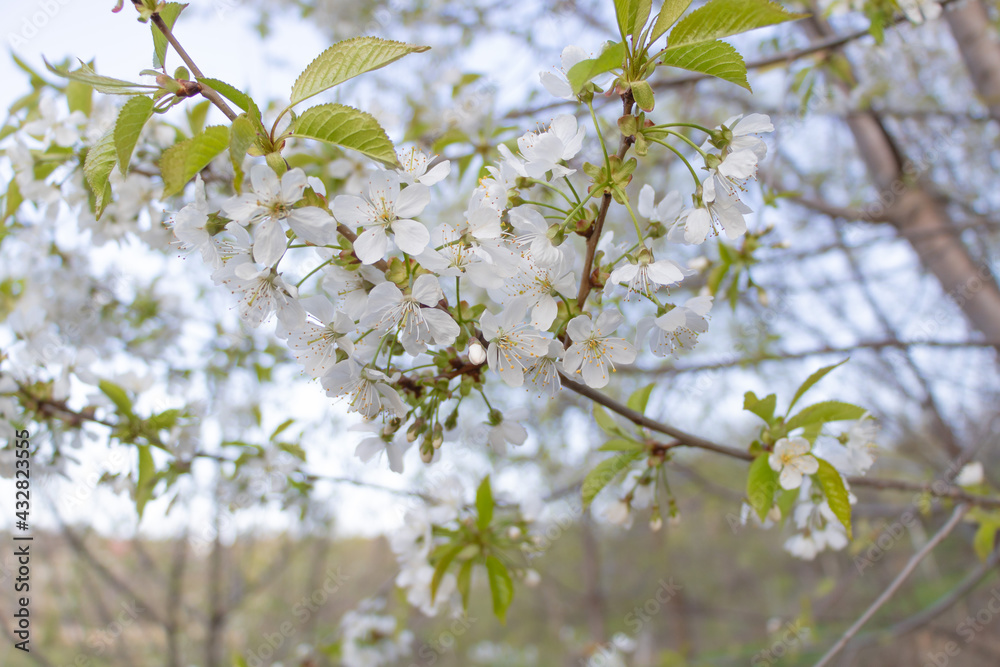 Cherry tree in bloom with blue sky background - Selective focus Cherry tree in bloom with blue sky background - Selective focus