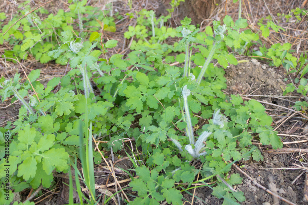 Obraz premium Chelidonium majus medicinal plant with many benefits, growing in the nature - Selective focus