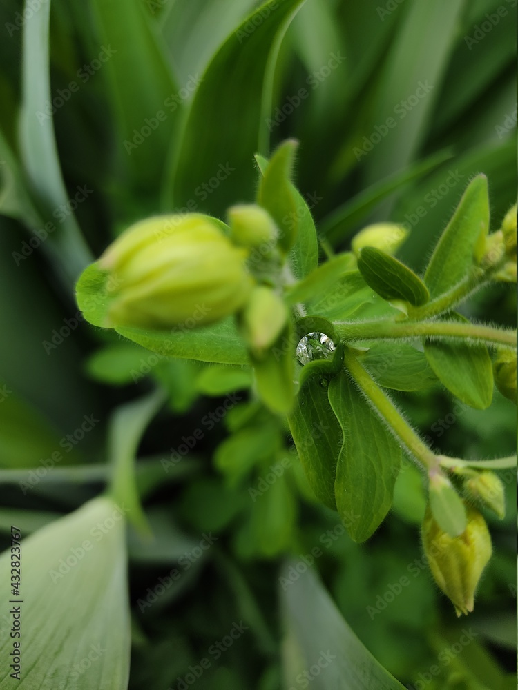 Obraz premium beans in the garden