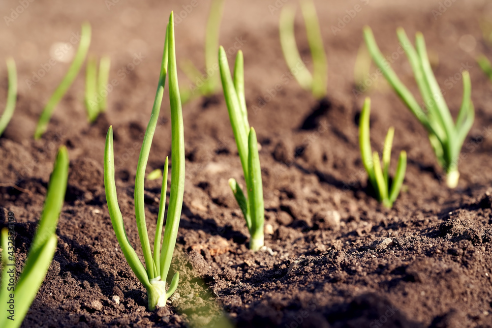 Young onion seedlings growing outdoors in soil in spring Young onion seedlings growing outdoors in soil in spring
