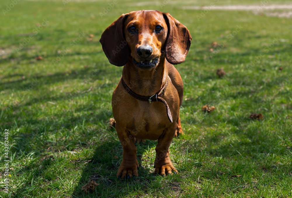 A young dachshund poses on a sunny day on a green lawn.