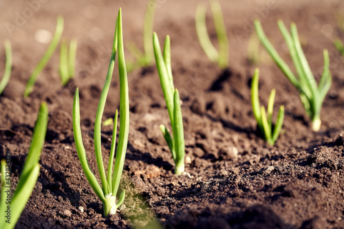 Young onion seedlings growing outdoors in soil in spring