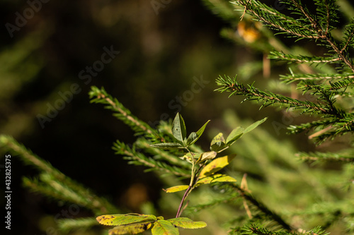 spruce twigs