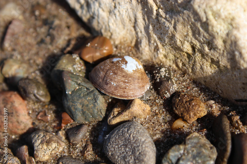 old shell among river stones