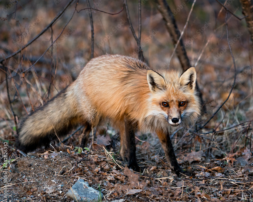 Red Fox Photo Stock. Fox Image. Close-up looking at camera in the spring season displaying fox tail, fur, in its environment and habitat with blur background.  Picture. Portrait.