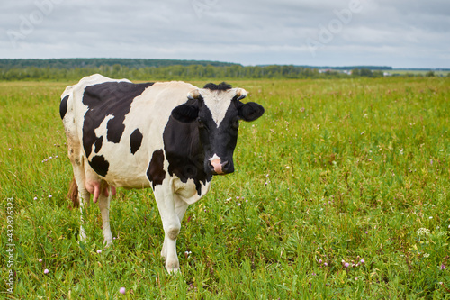 one black and white spotted cow stands in green grass on the field. cow grazing in the field