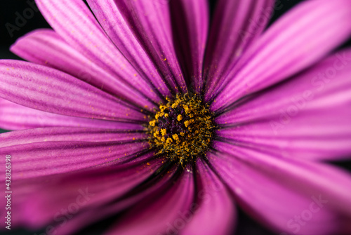 purple daisy full of pollen  macro full frame background wallpaper