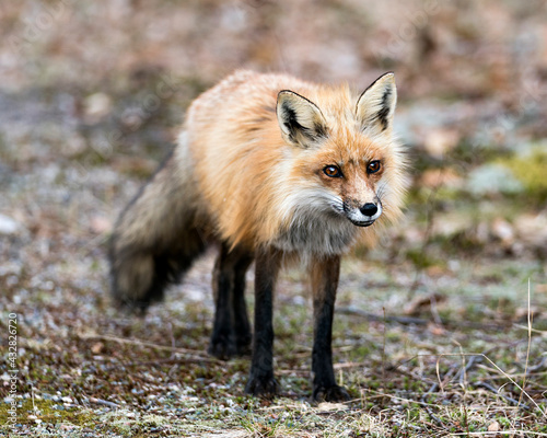 Red Fox Photo Stock. Fox Image. Springtime with blur background and moss and grass on ground, displaying fox tail, fur, in its environment and habitat. Picture. Portrait. Photo ©  Aline