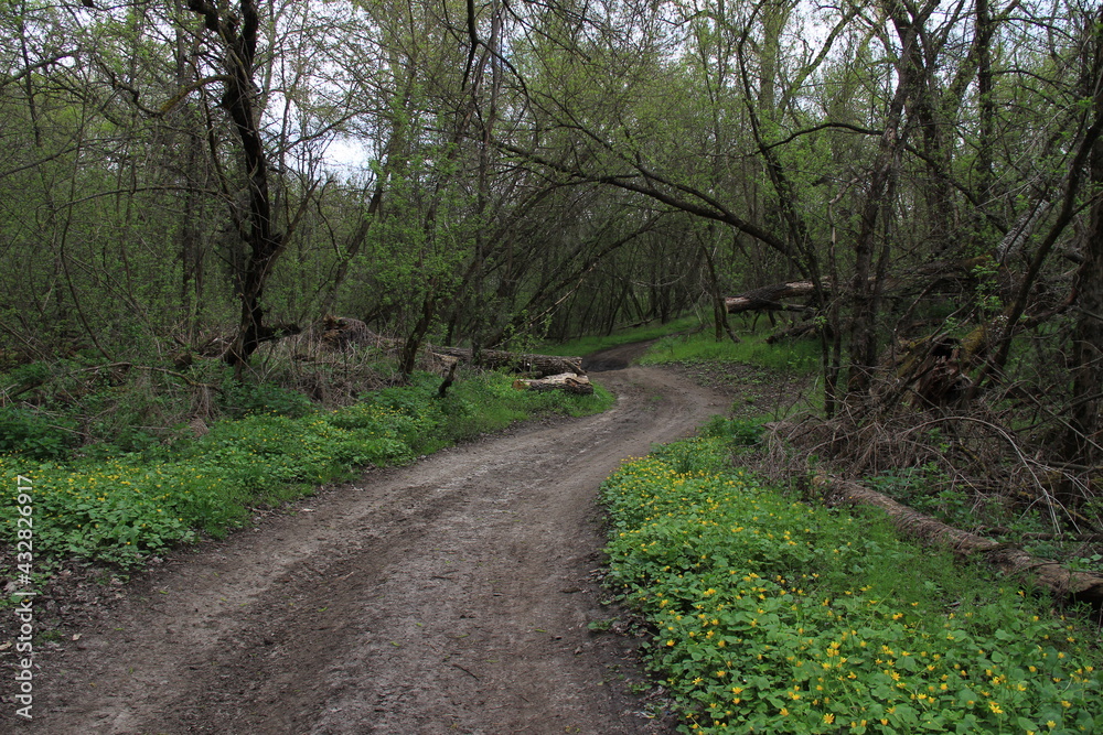 Obraz premium path in the woods