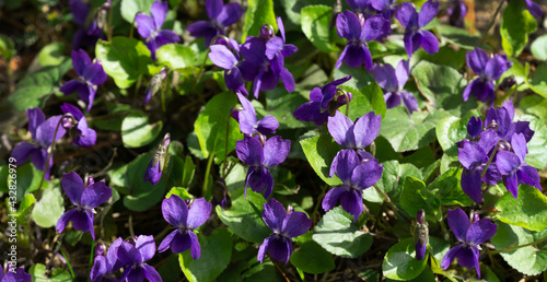 Close-up of beautiful violet violets flowers (Viola odorata), common Violet, Sweet or Garden Violet. Nature concept for spring design