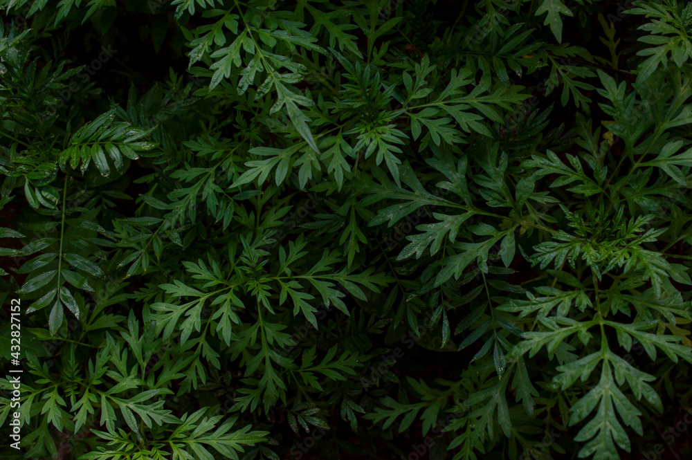 Chrysanthemum/ jamanthi plant leaves forming texture pattern background
