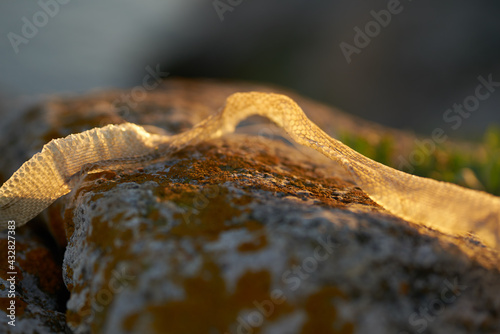 dried skin of a snake on the sand in nature in the mountains