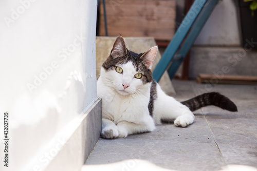 gato blanco de ojos verdeen la terraza de su casa observando y descansando, tranquilo