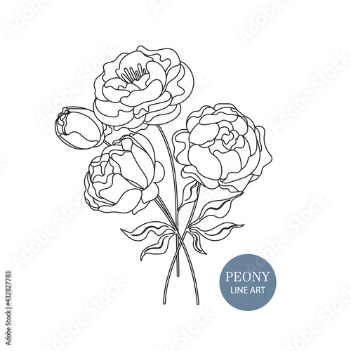 Line illustration of peony bouquet