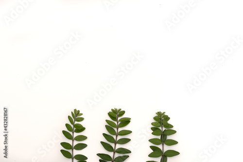 green fresh twigs on white background