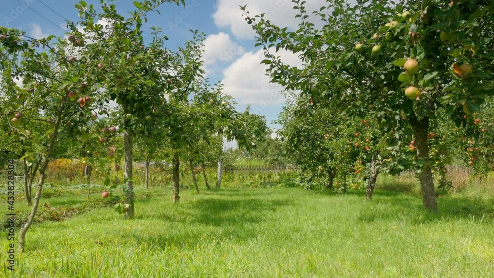 Apple trees in the orchard in 4k Apple trees in the orchard in 4k