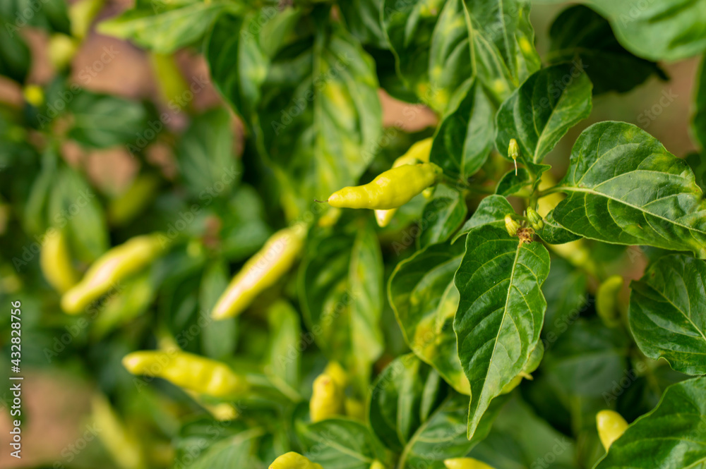 Fototapeta premium white spicy green chillies on the plant 