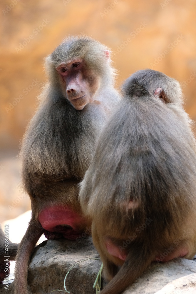 wildlife in Singapore, tropics, macaque