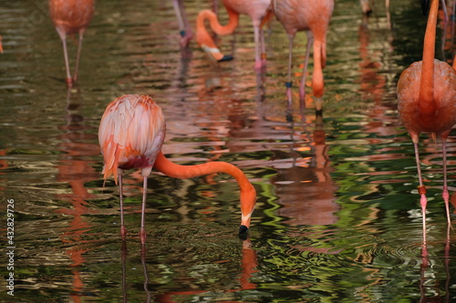 Wildlife in Singapore, tropics, flamingo