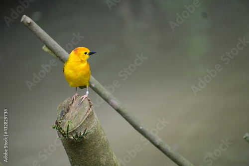 Wildlife in Singapore, tropics