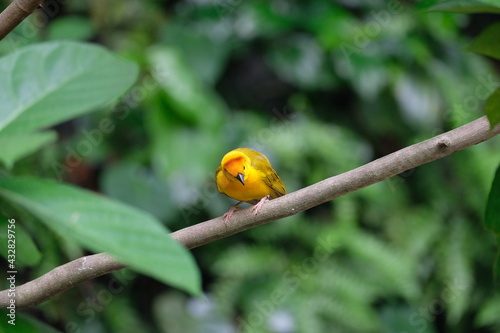 Wildlife in Singapore, tropics