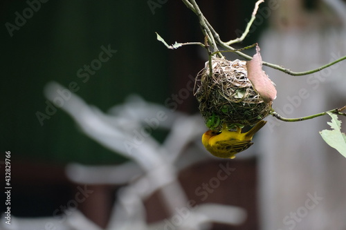 Wildlife in Singapore, tropics, bird nest